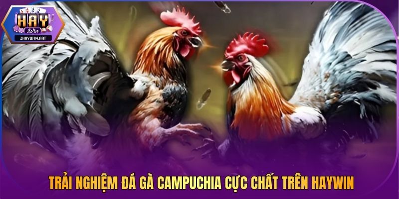 Trải nghiệm đá gà Campuchia cực chất trên Haywin