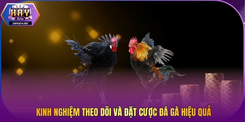 Kinh nghiệm theo dõi và đặt cược đá gà hiệu quả